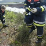 Neun kleine Küken werden eingefangen - gar nicht so leicht.<br>(Copyright Freiwillige Feuerwehr Langenhorn-Nord)