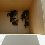 ... aber schließlich landen dann doch alle neun im Karton.<br>(Copyright Freiwillige Feuerwehr Langenhorn-Nord)