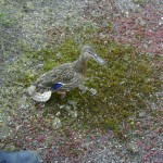 Die Entenmutter ist nervös...<br>(Copyright Freiwillige Feuerwehr Langenhorn-Nord)