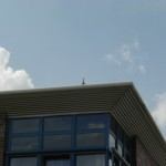 ...die Mutter lässt ihre Jungen nicht aus den Augen.<br>(Copyright Freiwillige Feuerwehr Langenhorn-Nord)