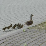 Glücklich verein watschelt die Familie davon.<br>(Copyright Freiwillige Feuerwehr Langenhron-Nord)