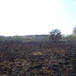 Die Gras- und Moorlandschaft ist völlig verbrannt.