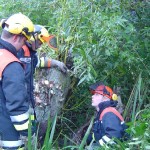 Torsten Buhk (rechts) zeigt wie der Stamm mit 60cm Durchmesser endgültig durchtrennt werden kann.