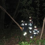 Bei so vielen Bäumen muß man auch mal zur Bügelsäge greifen.