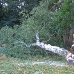 Zur gleichen Zeit ist schon der erste Baum gefallen.