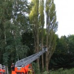 Die Pappel wird ein wenig freigeschnitten.