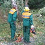 Welchen Baum nehmen wir jetzt?
