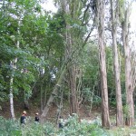 Bis dahin... Ein Baum hatte sich in den Pappeln verhakt, aber...