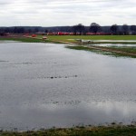 Das Hinterland ist bereits mit Sickerwasser des Deiches angereichert worden (Foto: B.Wendt)