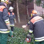 Nachdem der Baum gefallen ist, wird die Arbeit am verbliebenen Stamm begutachtet.