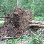 Wurzel-Operation in Rahlstedt :o) - Foto: Dennis Lau