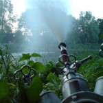 Froschperspektive, ja auch Frösche waren vor Ort...