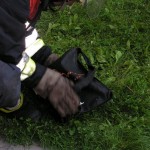 Das Tier wird in die Freiheit entlassen.