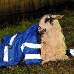 Quelle und Copyright: SH-Presseservice.de