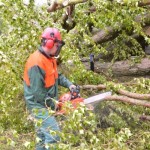 Baum auf Haus gestürzt, FF Lokstedt im Einsatz (C) HamburgNews
